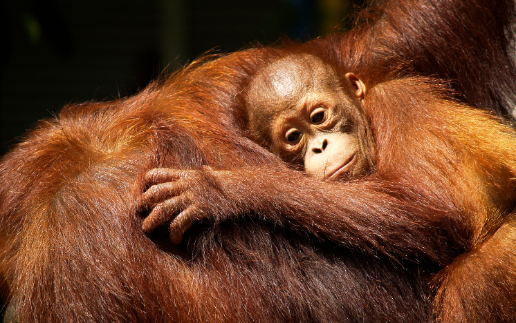 Orangutanes cría abrazado a otro, Borneo, Indonesia