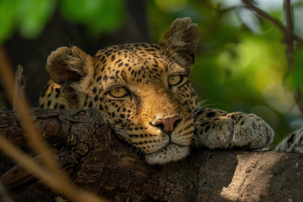 Viaje de lujo a Botswana