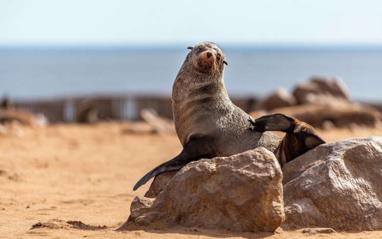 Elefantes salvajes africanos fotografiados en el Parque Nacional de Ambroseli, Kenia