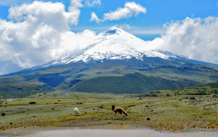 Numerosos pingüinos de Magallanes en su entorno natural en la isla Magdalena en la Patagonia