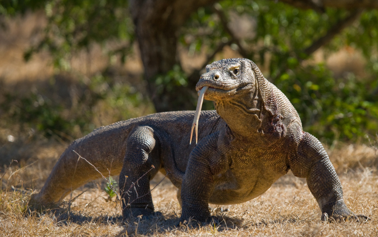 Dragón de Komodo en la Isla de Komodo, Indonesia