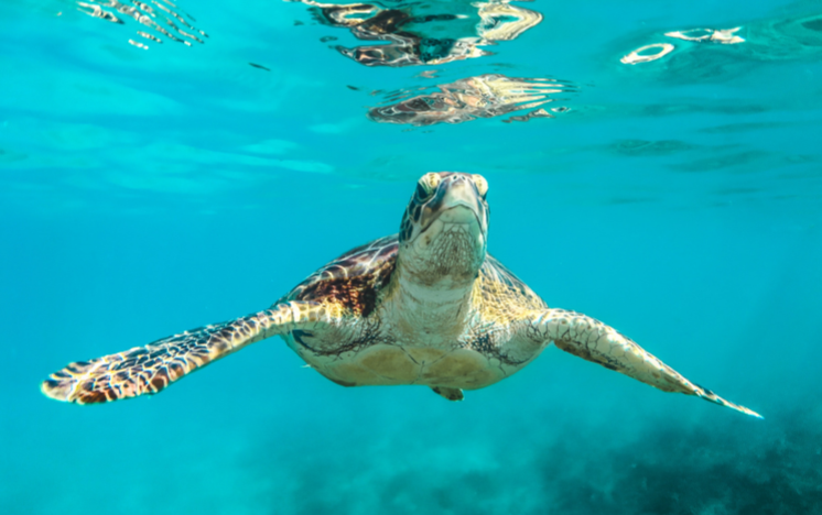 Tortuga marina nadando en las Islas Gili, Indonesia