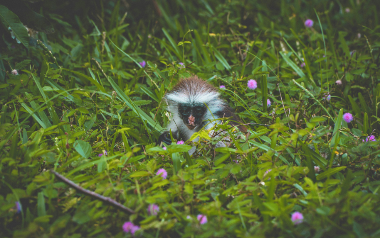 Elefantes salvajes africanos fotografiados en el Parque Nacional de Ambroseli, Kenia