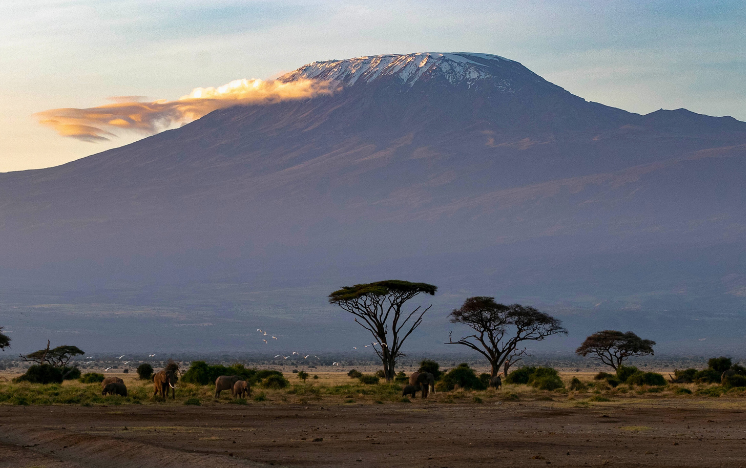 Elefantes salvajes africanos fotografiados en el Parque Nacional de Ambroseli, Kenia