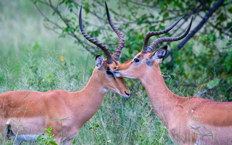Elefantes salvajes africanos fotografiados en el Parque Nacional de Ambroseli, Kenia