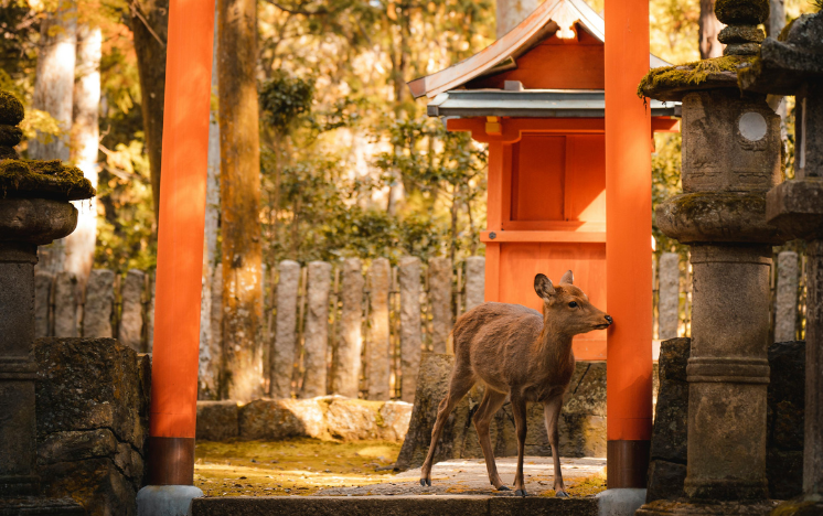 Ciervo sagrado paseando por el Parque de Nara, Japón