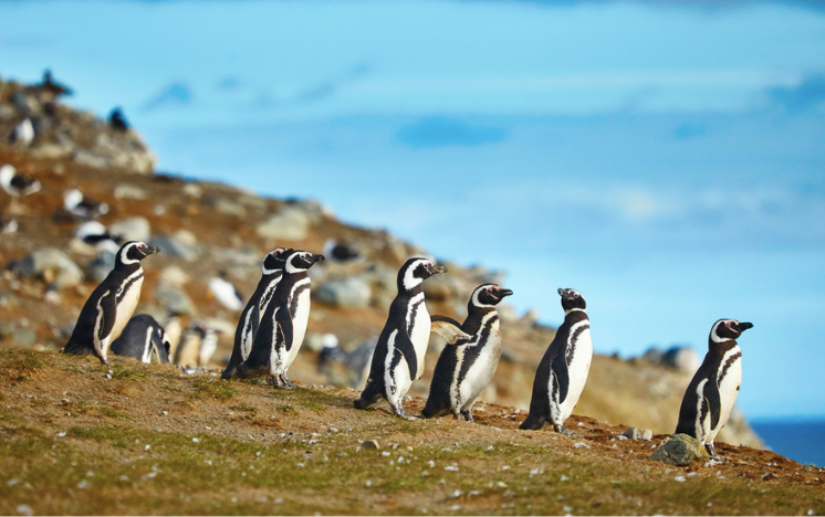 Numerosos pingüinos de Magallanes en su entorno natural en la isla Magdalena en la Patagonia