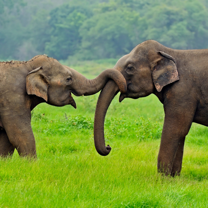 Sri Lanka