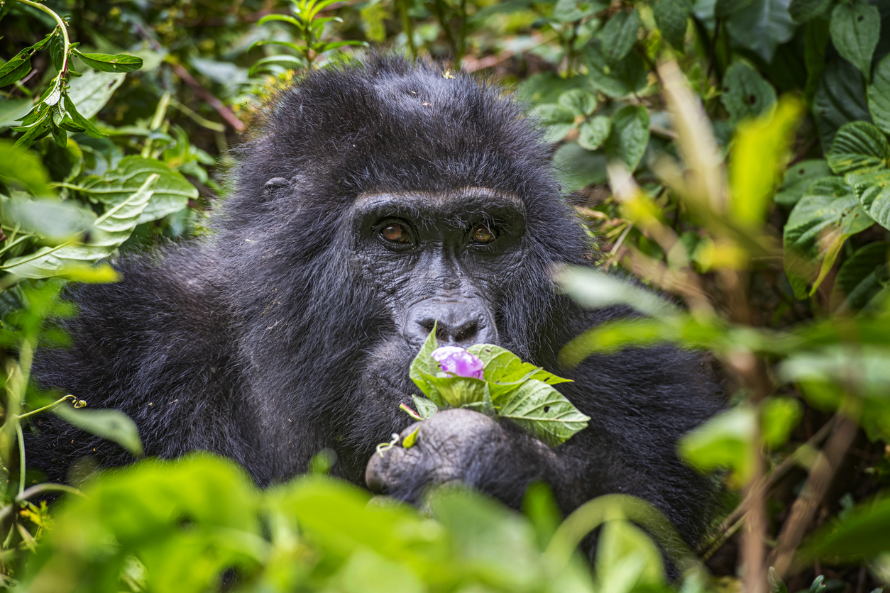 Uganda, Droom Viajes