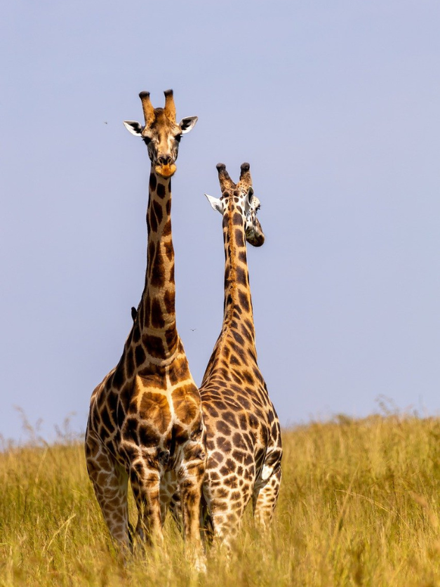 Uganda Droom Viajes