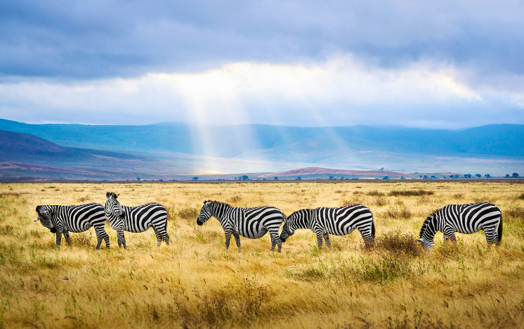 Paseo en globo sobre Masai Mara, Kenia