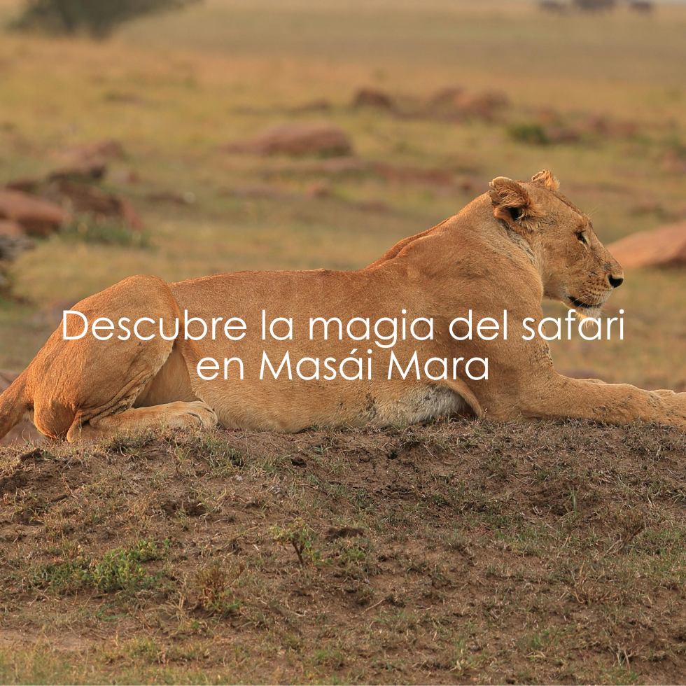 safari en Masái Mara Descubre la magia del safari en la reserva Masái Mara